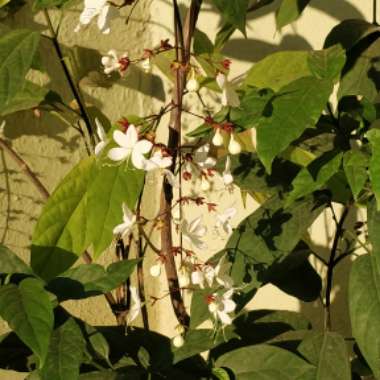 Clerodendrum Schmidtii syn. C. Smithianum