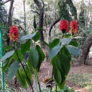 Justicia Coccinea syn. Pachystachys coccinea