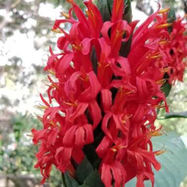 Justicia Coccinea syn. Pachystachys coccinea