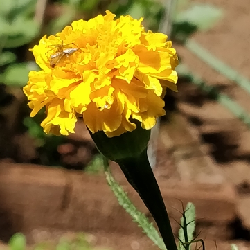 Tagetes erecta