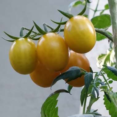 Solanum lycopersicum 'Sungold' syn. Solanum lycopersicum 'Sun Gold'