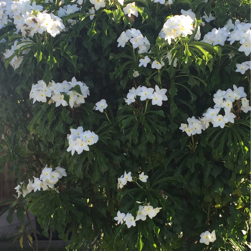 Plumeria pudica 'Golden Arrow'