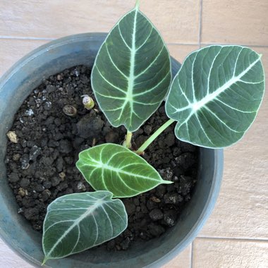 Alocasia reginula