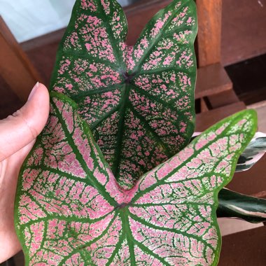 Caladium