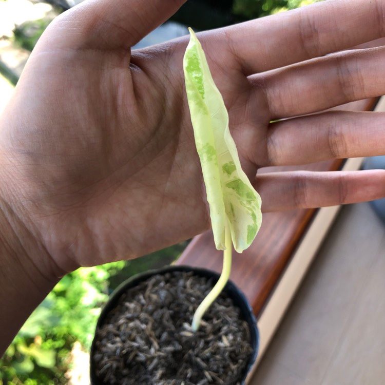 Plant image Alocasia macrorrhizos 'Variegata' syn. Alocasia macrorrhizos 'Albo Variegata'