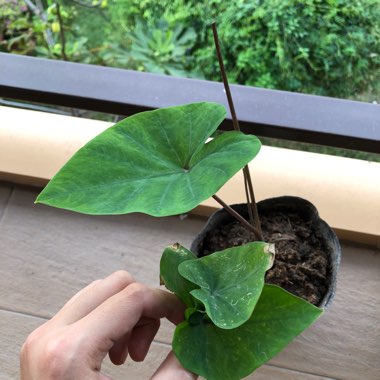 Colocasia esculenta 'Tea Cup' syn. Colocasia esculenta 'Coffee Cups'