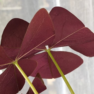 Oxalis triangularis 'Charmed Wine'