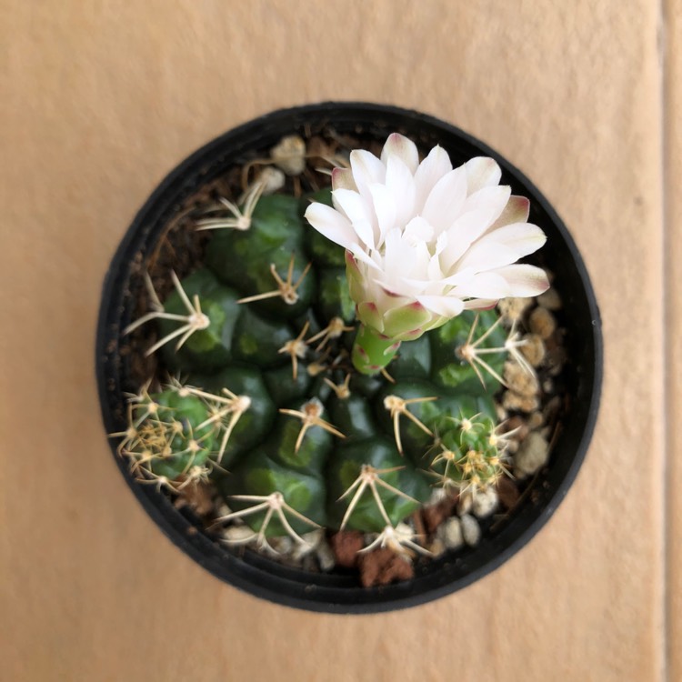 Plant image Gymnocalycium