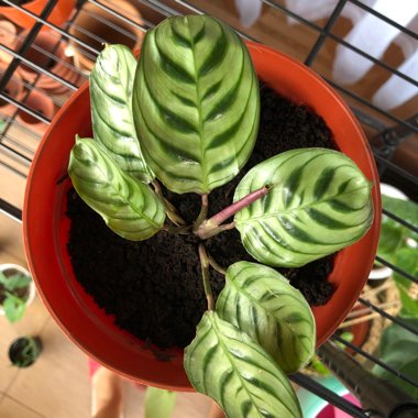 Calathea 'Burle Marxii'