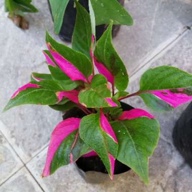 Alternanthera ficoidea 'Partytime'