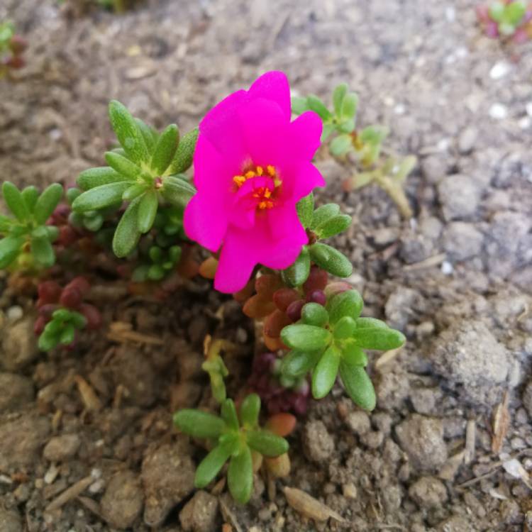 Plant image Portulaca amilis