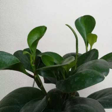 Peperomia obtusifolia