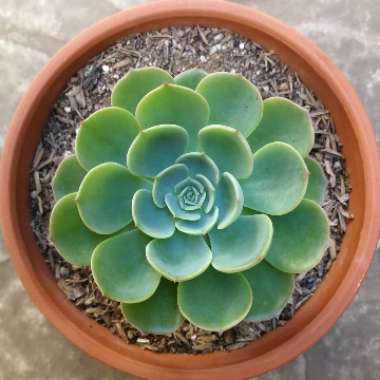 Echeveria Imbricata