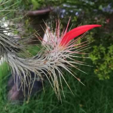 Tillandsia