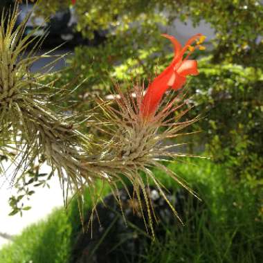 Tillandsia