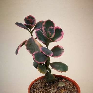 Kalanchoe fedtschenkoi 'Variegata'