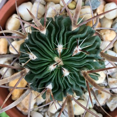 Stenocactus  syn. Echinofossulocactus