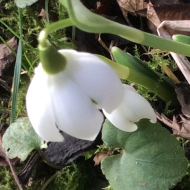 Snowdrop (Species) Common Snowdrop