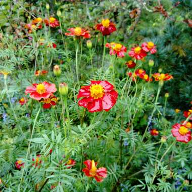 French Marigold 'Cinnabar'