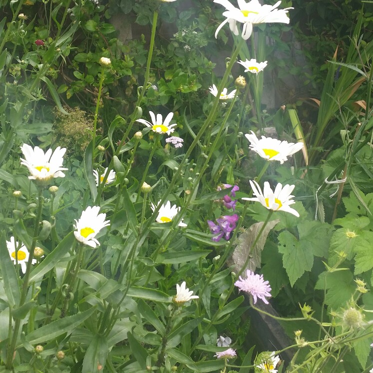 Plant image Leucanthemum x superbum 'Phyllis Smith'