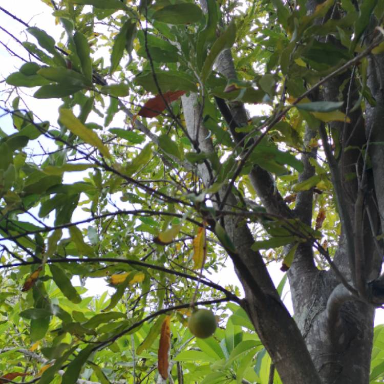 Plant image Macadamia ternifolia