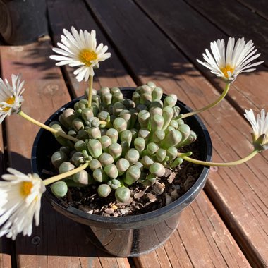 Fenestraria aurantiaca