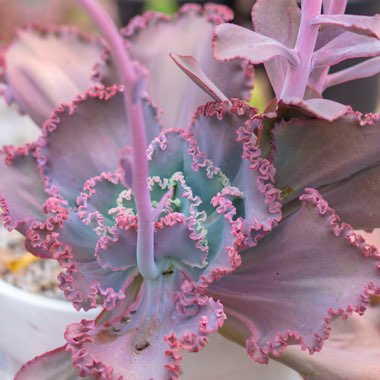 Echeveria Tutti Frutti