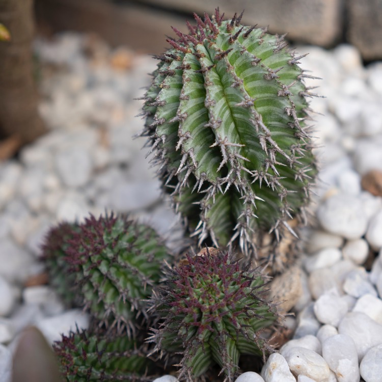 Plant image Euphorbia horrida