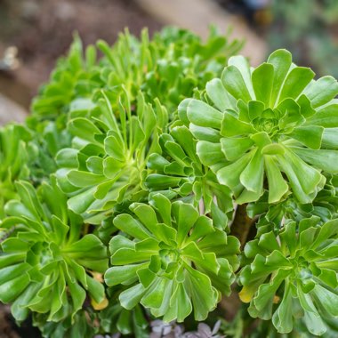 Aeonium Arboreum Green Rose