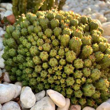 Euphorbia submammillaris var. pfersdorfii