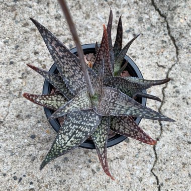 Aloe deltoideodonta 'Sparkler'