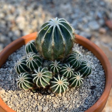 Notocactus Magnifica Var Minor