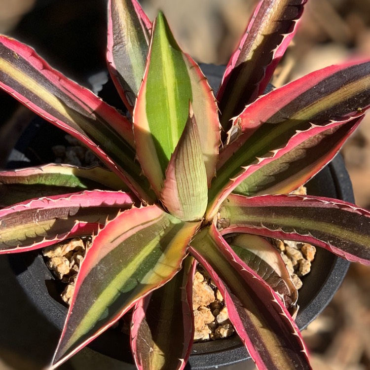 Plant image Agave lophantha 'Quadricolour'