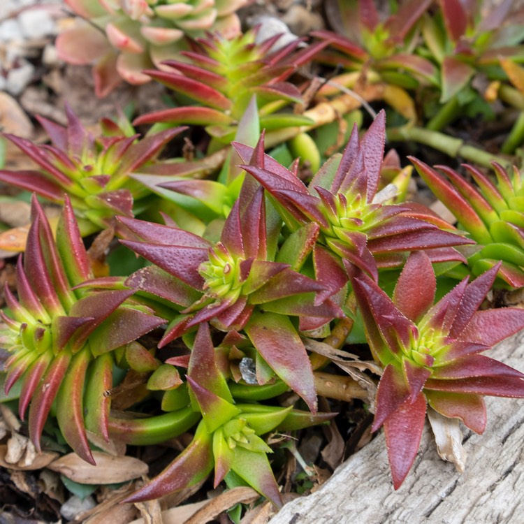 Plant image Crassula Alpestris subsp. Alpestris