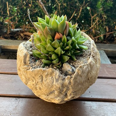 Haworthia Cuspidata