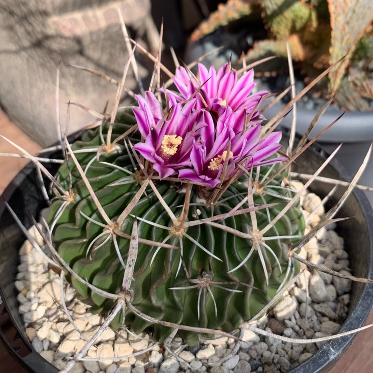 Plant image Stenocactus crispatus syn.Echinofossulocactus lamellosus,Stenocactus lamellosus