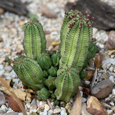 Euphorbia anoplia