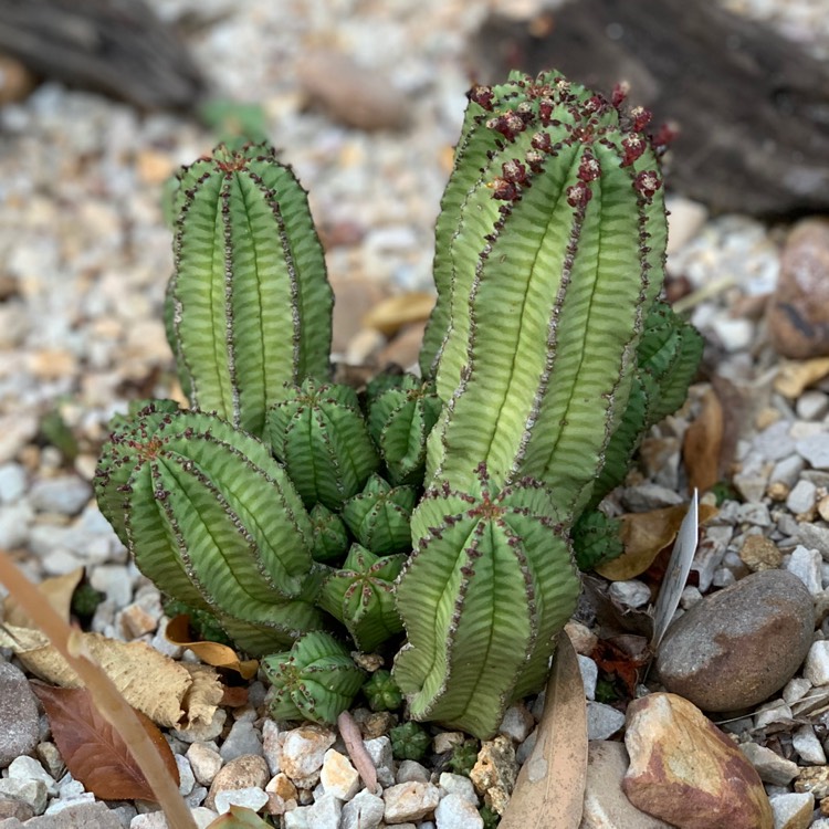 Plant image Euphorbia anoplia