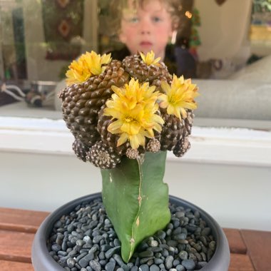 Copiapoa Laui