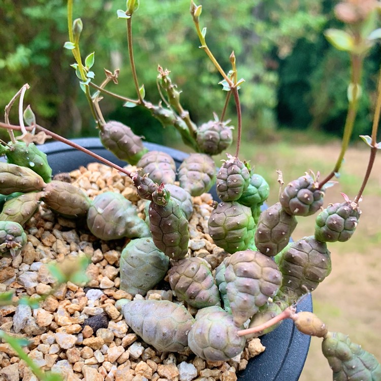 Plant image Euphorbia globosa