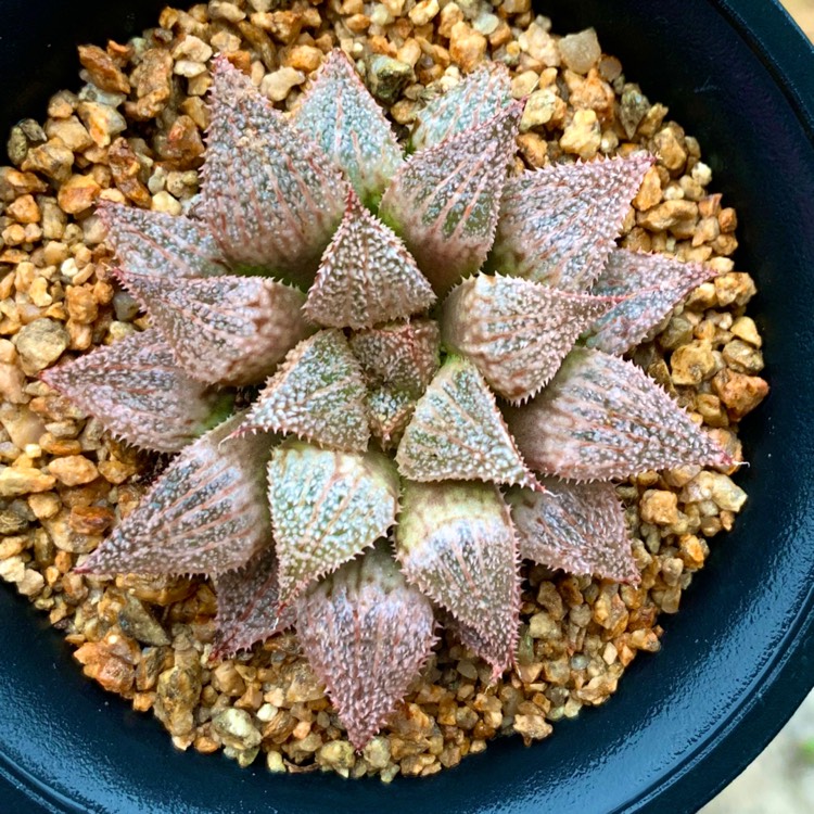 Plant image Haworthia Emelyae var. Picta