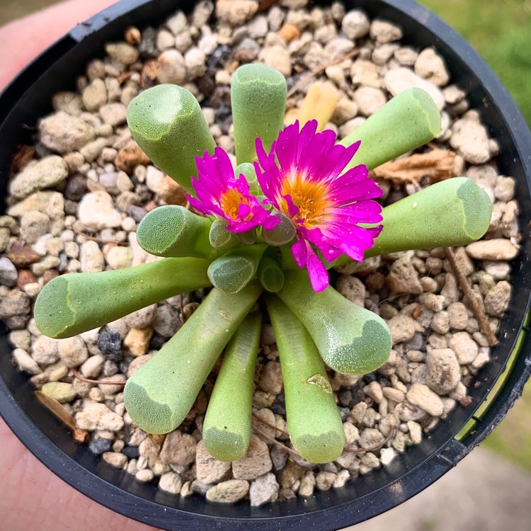 Plant image Frithia Pulchra