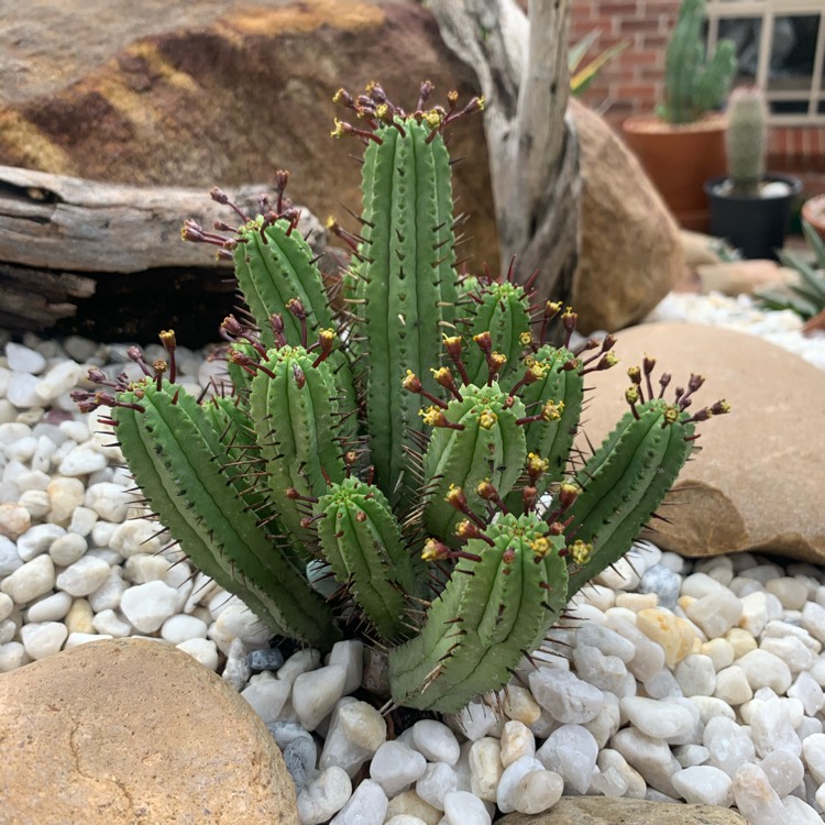 Plant image Euphorbia heptagona