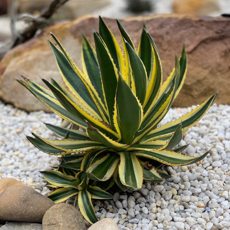 Plant image Agave lophantha 'Quadricolour'