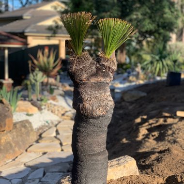 Xanthorrhoea  johnsonii