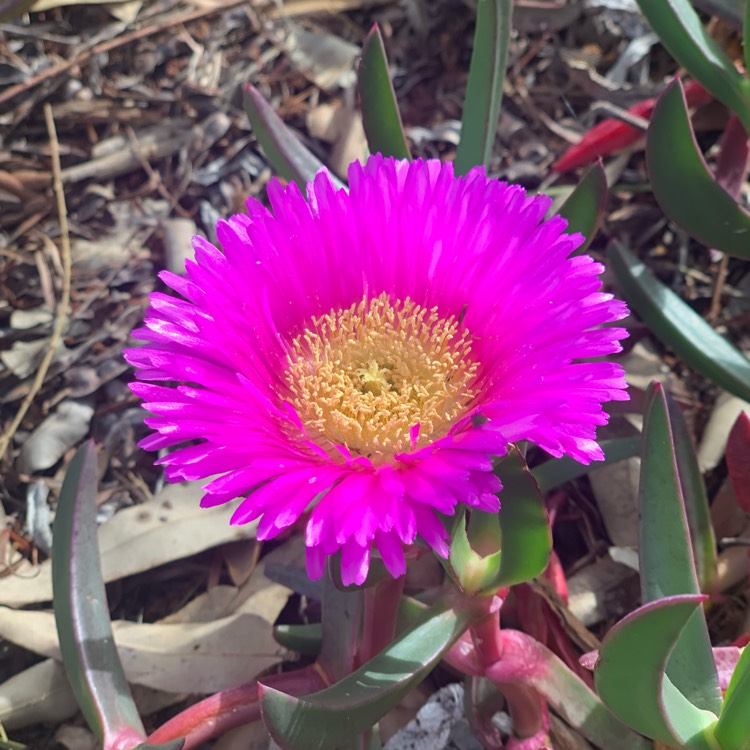 Plant image Carpobrotus glaucescens