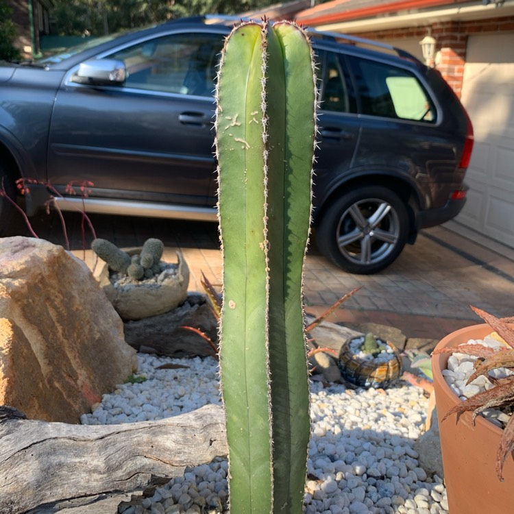 Plant image Pachycereus marginatus