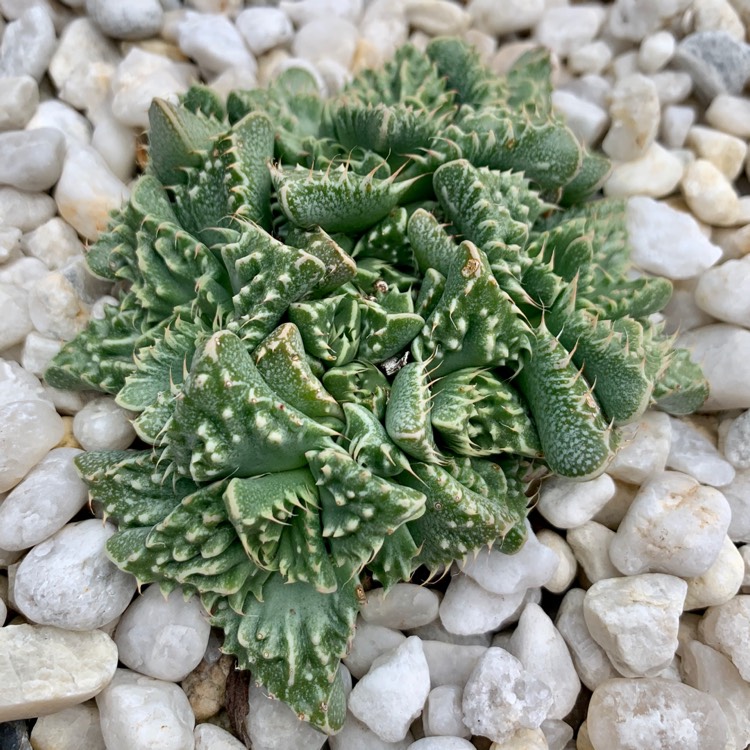 Plant image Faucaria Tigrina Haw. Schwantes