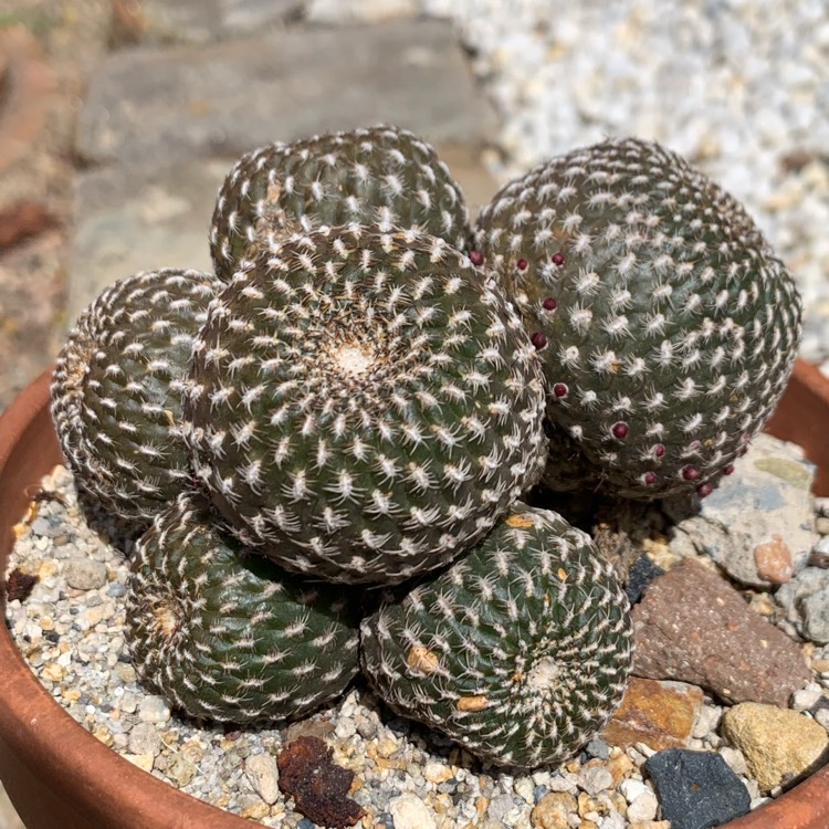 Plant image Rebutia arenacea syn. Sulcorebutia arenacea