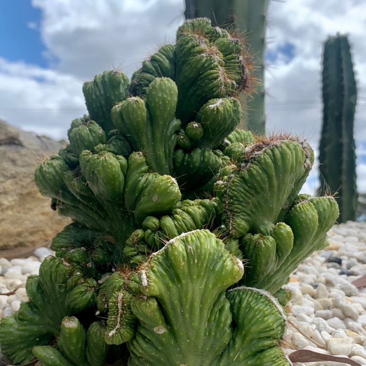 Plant image Cereus Validus Monstrose